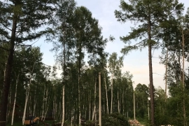 Участок в " Ангарском береге"